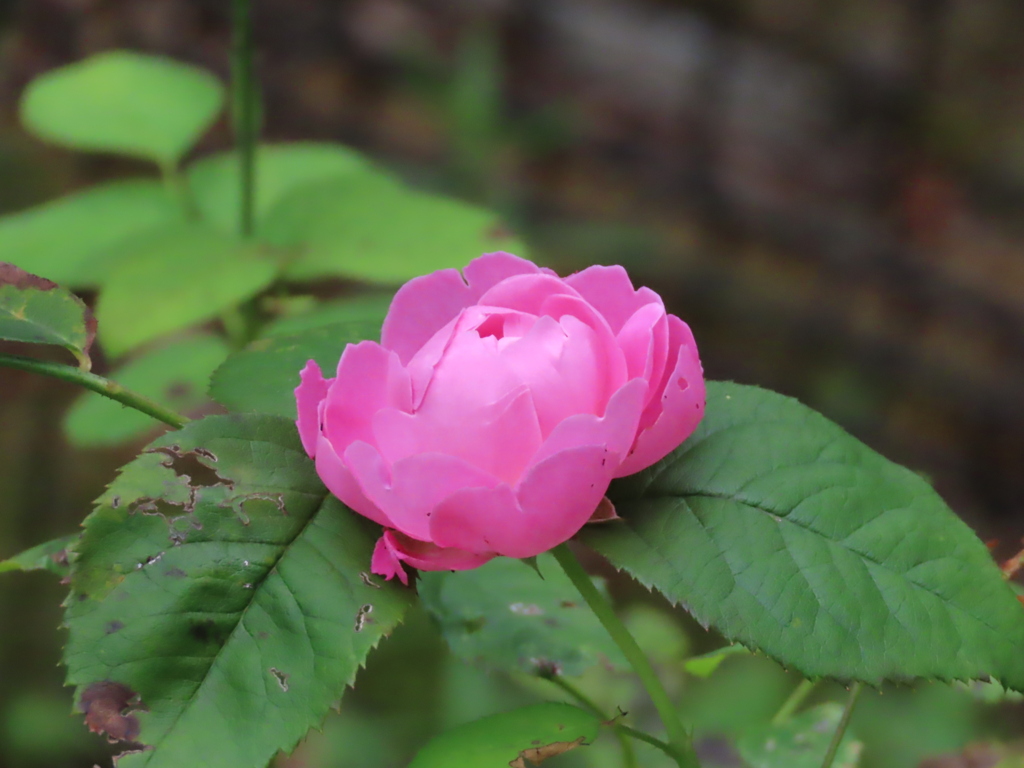 庭の薔薇1