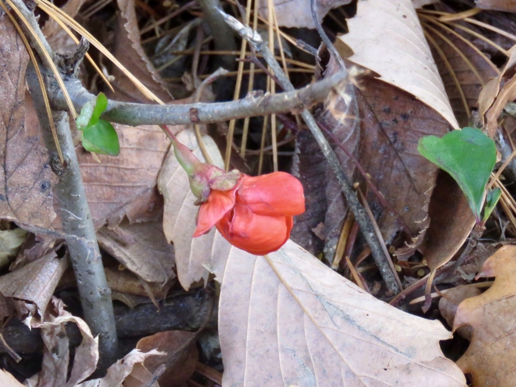 草木瓜の花
