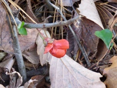 草木瓜の花