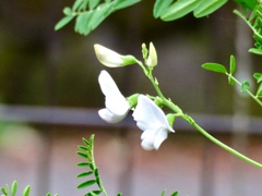 白い花1