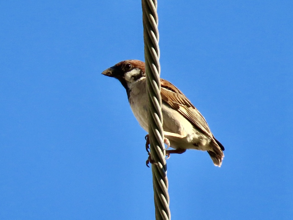 スズメの若鳥