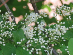 サワフタギの花