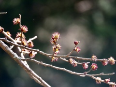 春楡の花芽