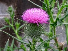 アザミの花