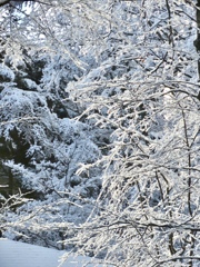 今朝の雪景2