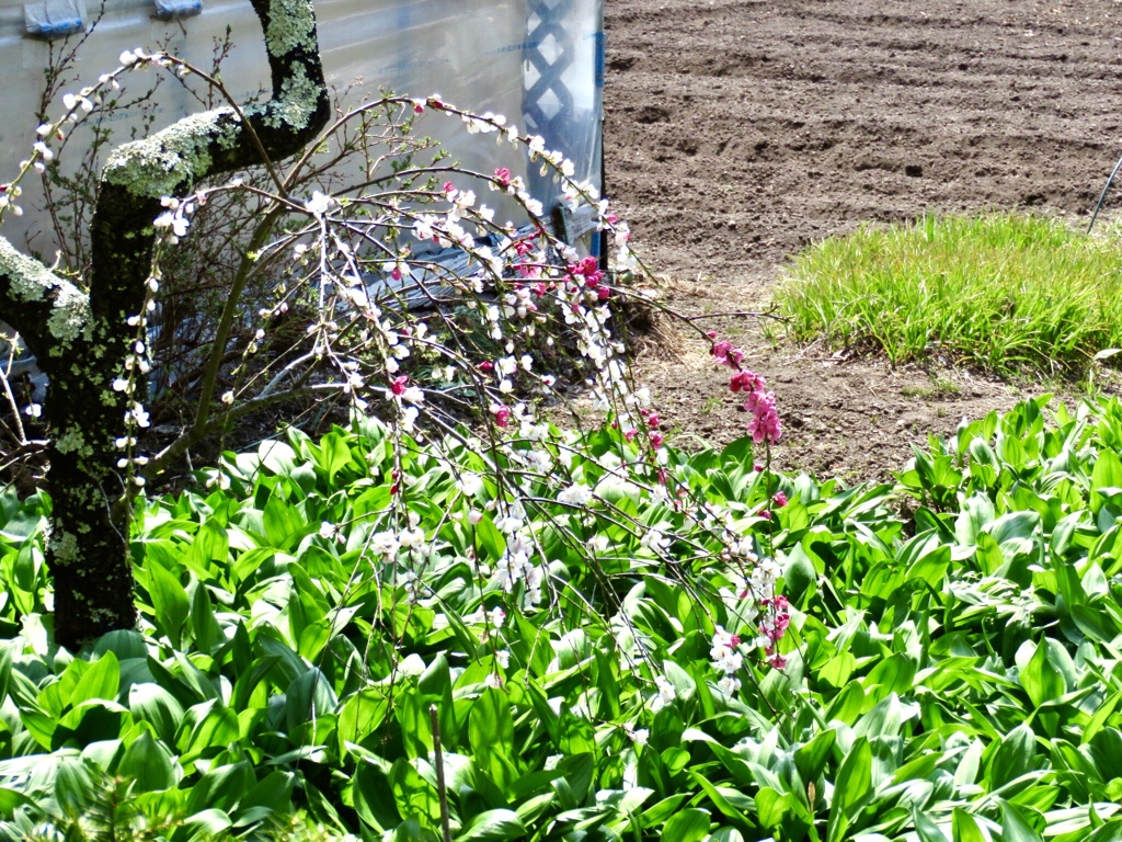 ハナモモと行者ニンニク