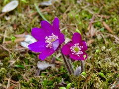 庭の雪割草5