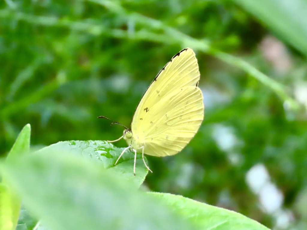 キタキチョウ