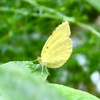 キタキチョウ