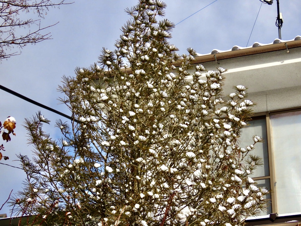 雪の花