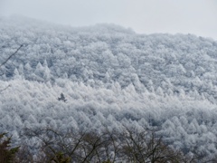 離山の霧氷1