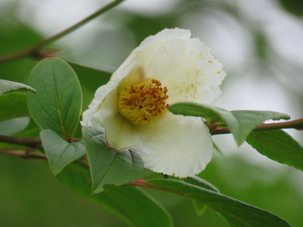夏椿