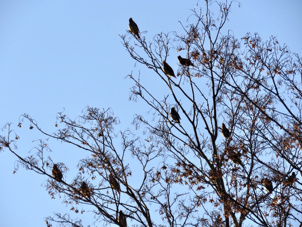 鳥の群れが