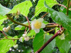 マタタビの花