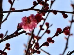 紅梅開花①