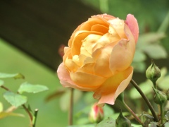 夏の薔薇