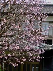 街中の桜2