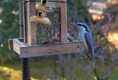 今朝庭にやってきた野鳥４