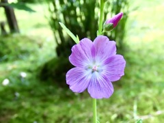 ミニタチアオイ