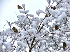 雪の中の野鳥達7