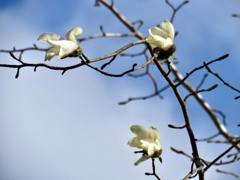 コブシの花