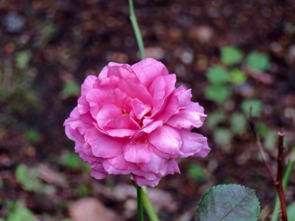 庭のバラ1