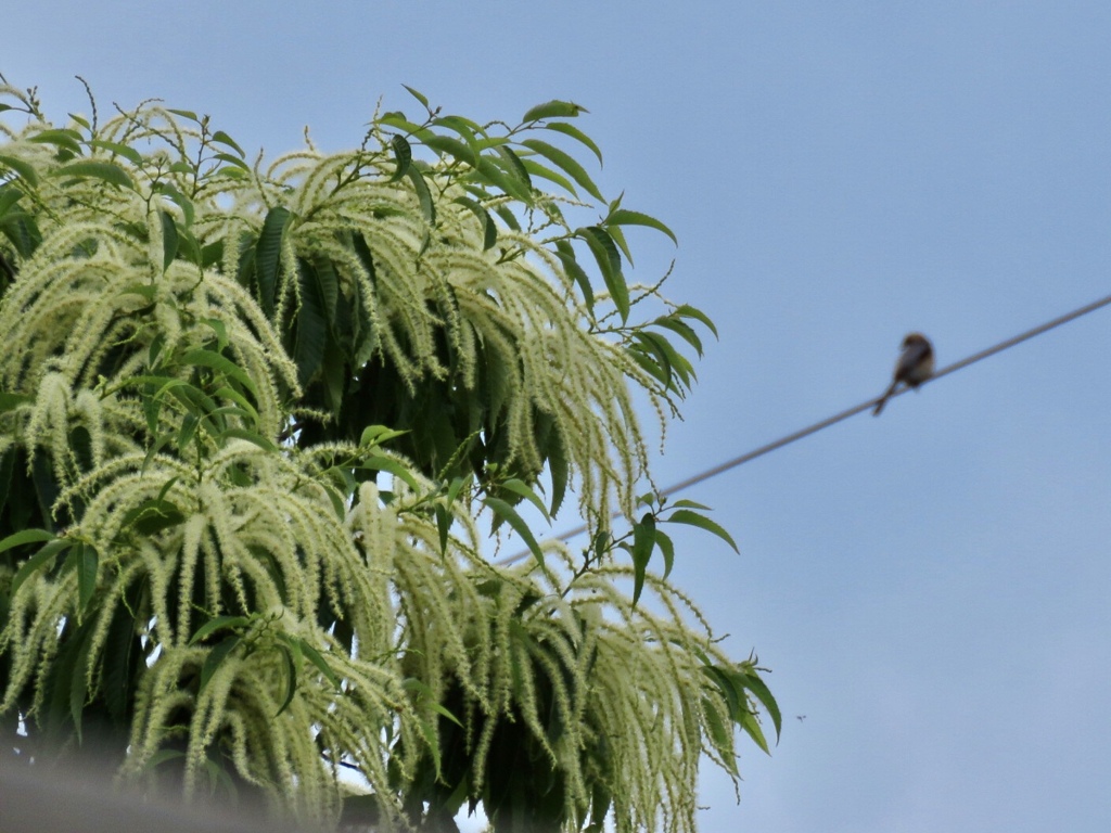 栗の雄花とモズ