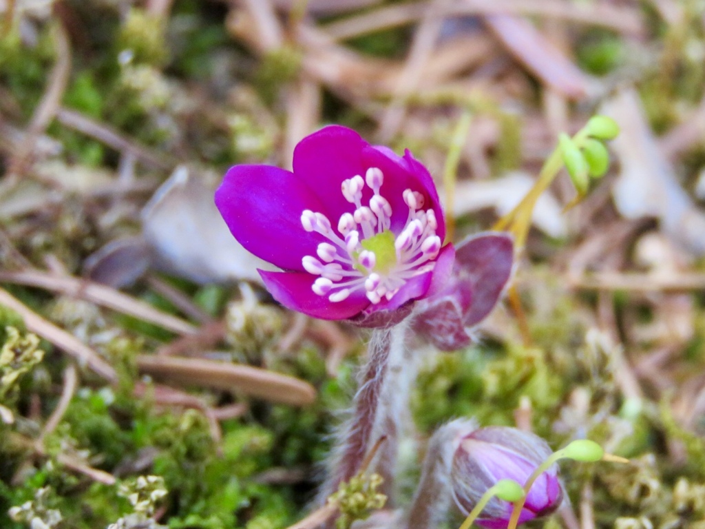庭の雪割草1