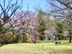 近所の公園