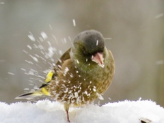 雪にも負けず4