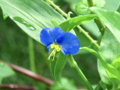 蛍草