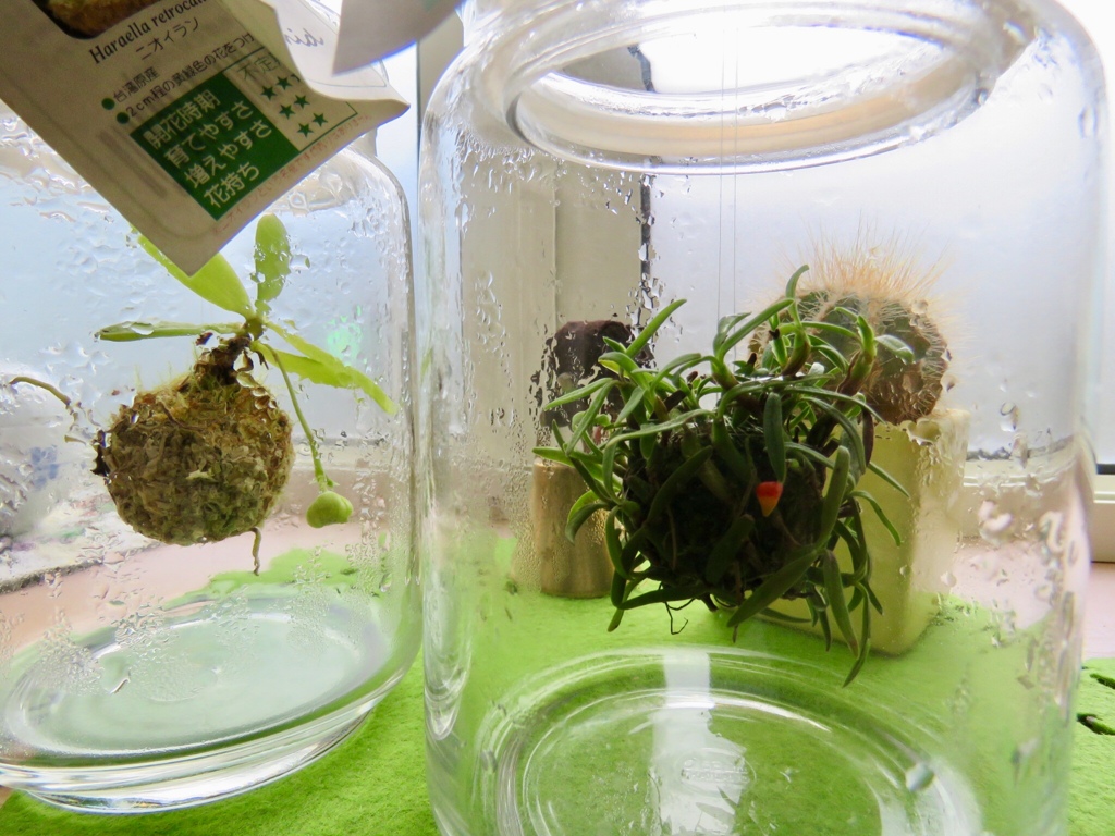 Bottled Orchid