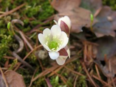 庭の雪割草 (3)