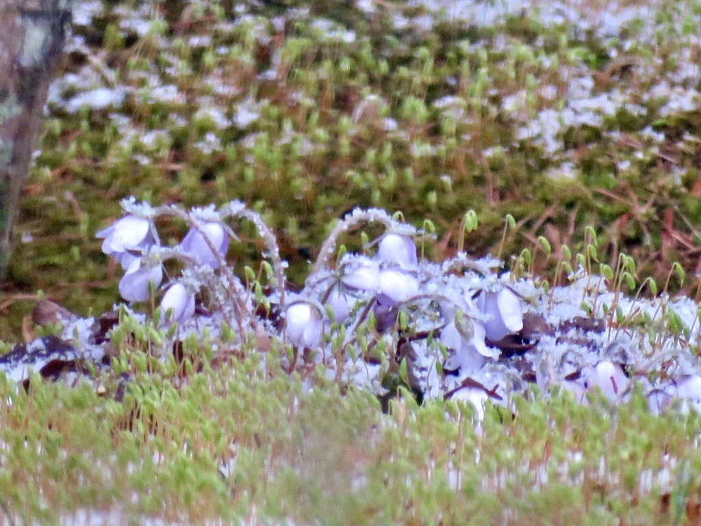 雪をかぶった雪割草