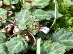 この植物は？