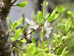 庭の花