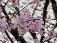 近所の公園の桜3