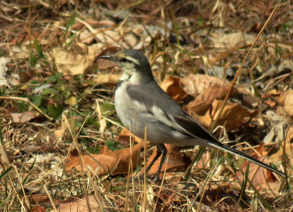 ハクセキレイ♀