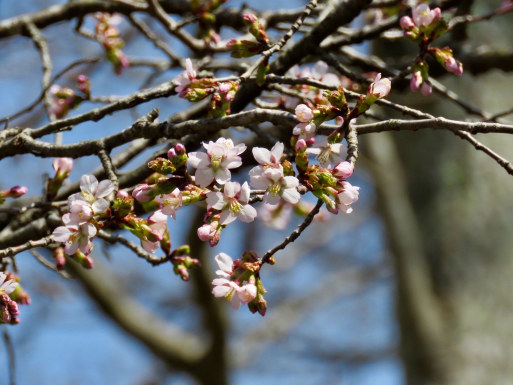 軽井沢の桜4