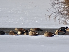 水鳥達