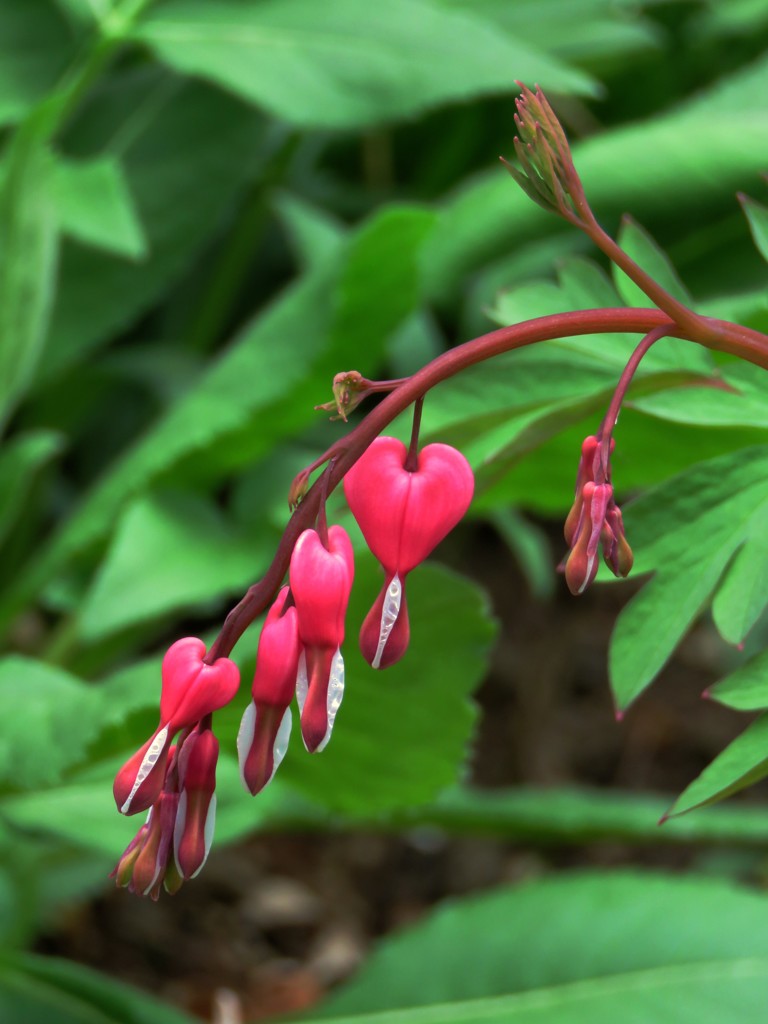 庭の咲き始めた花４