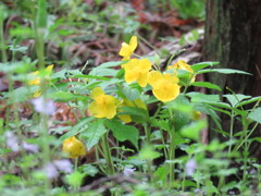 この花の名前は？