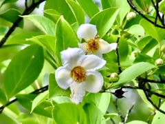 夏椿
