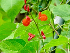 軽井沢名物？