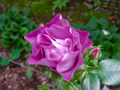 庭のバラ4
