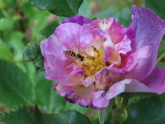 薔薇に蜂