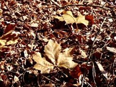 サトウカエデの葉