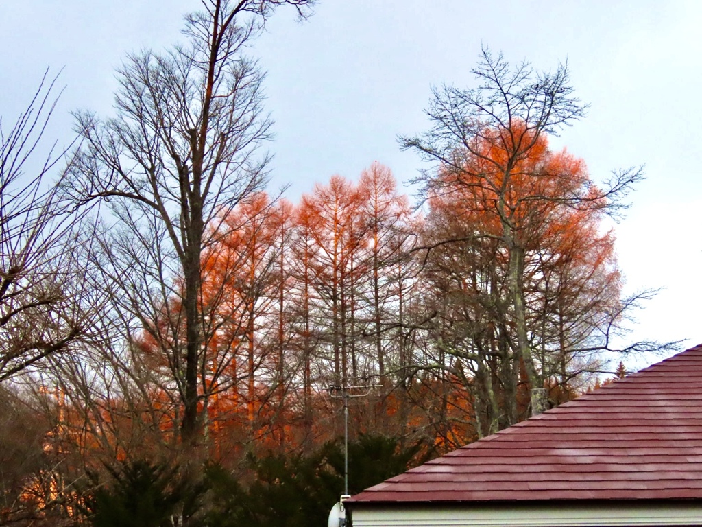 真っ赤なカラマツ