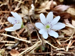 庭の雪割草⑦