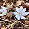 庭の雪割草⑦